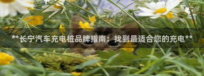 威廉指标42：**长宁汽车充电桩品牌指南：找到最适合您的充电**